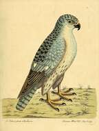 Image of Hen Harrier