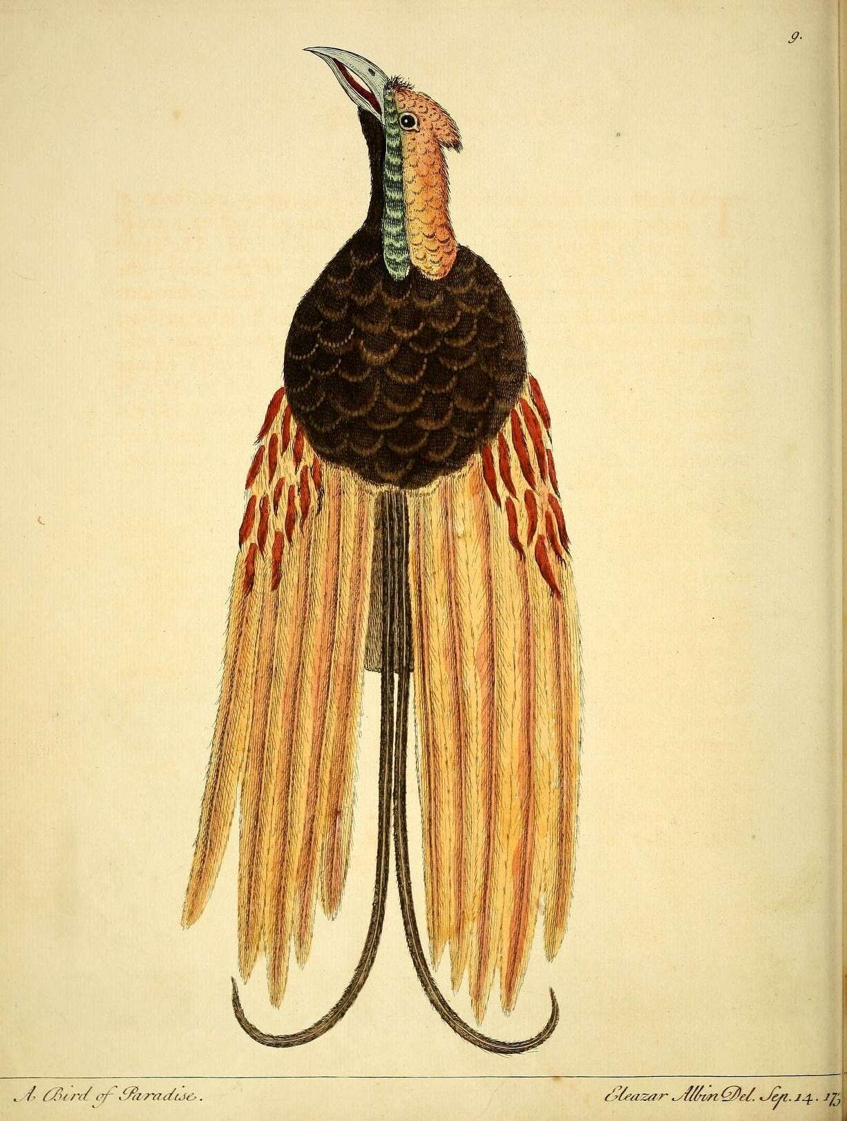 Image of Goldie's Bird-of-Paradise