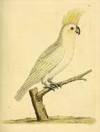 Imagem de Cacatua galerita (Latham 1790)