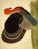 Imagem de Meleagris gallopavo Linnaeus 1758