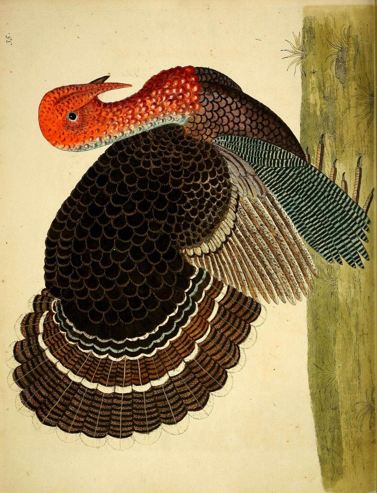 Imagem de Meleagris gallopavo Linnaeus 1758