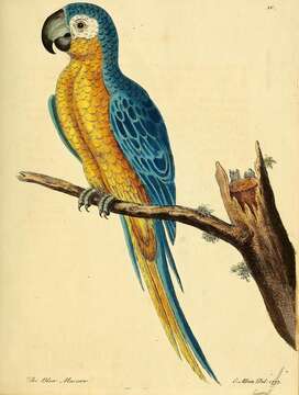 Image of Blue-and-yellow Macaw