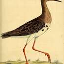 Image of bar-tailed godwit