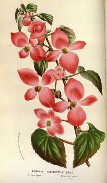 Image of Begonia gracilis Kunth