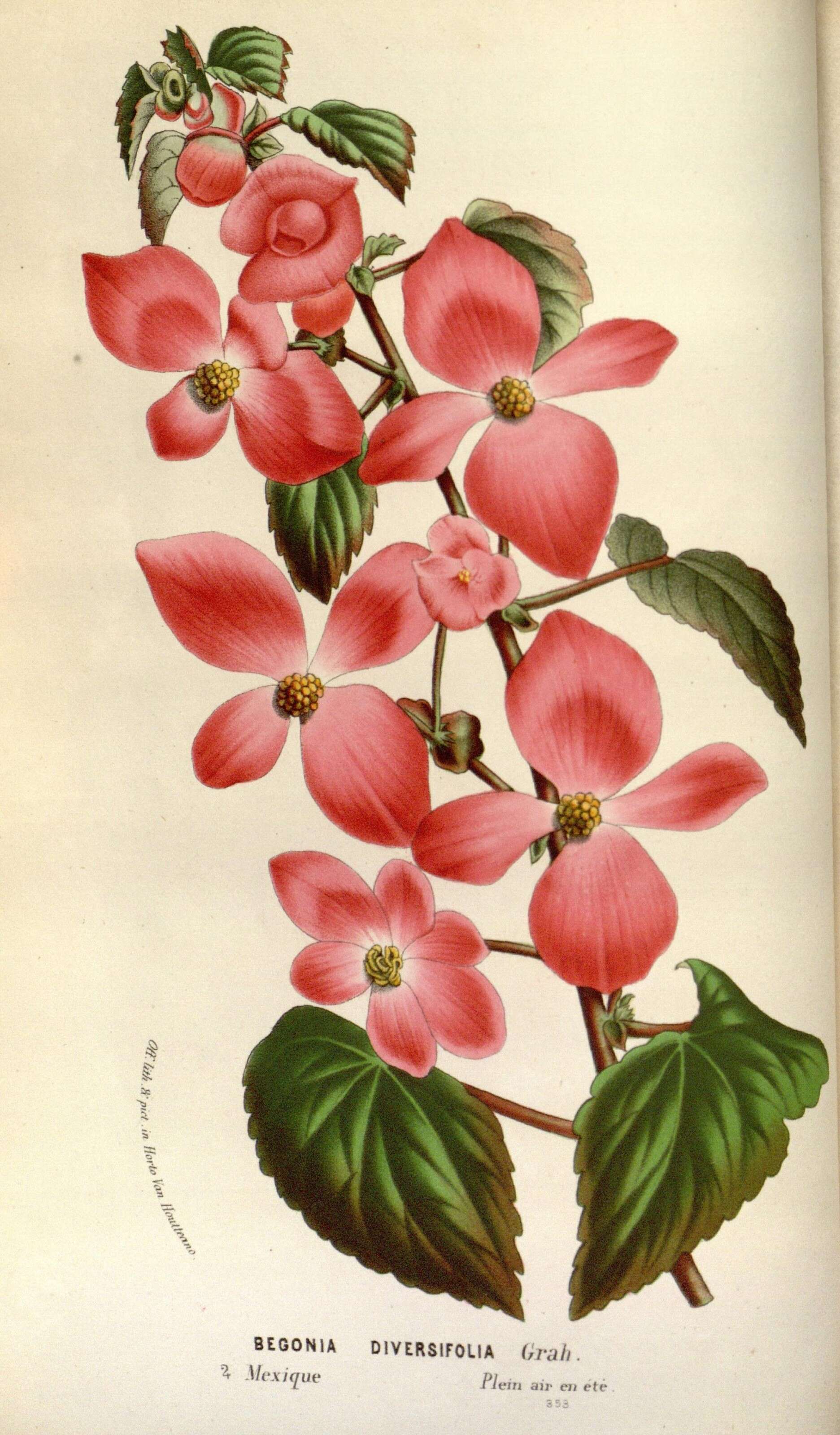 Слика од Begonia gracilis Kunth