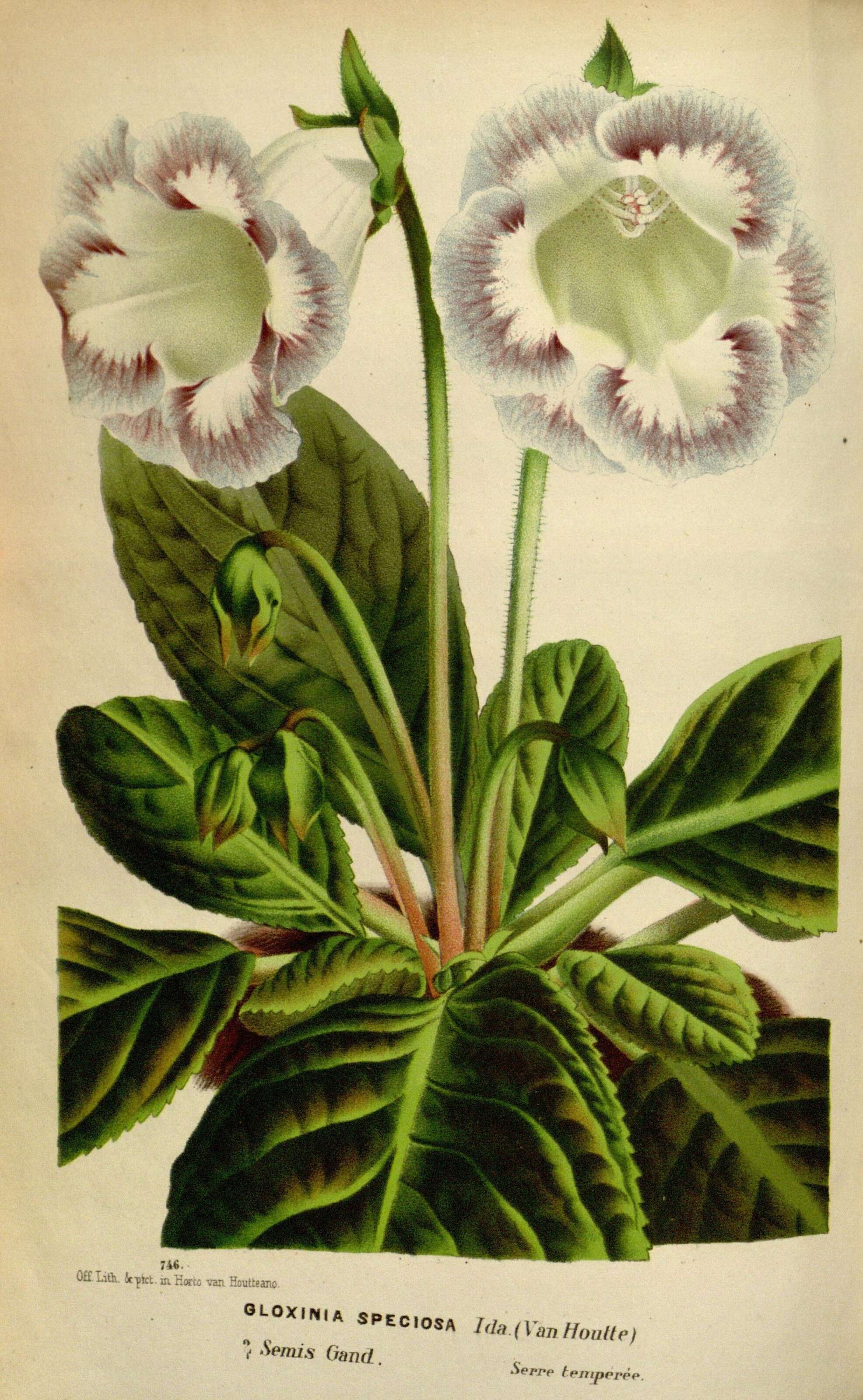 Image of Brazilian gloxinia