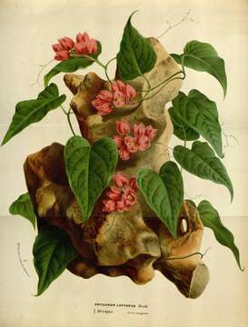 Image of antigonon