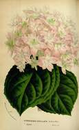 Image of Hydrangea serrata (Thunb.) Ser.