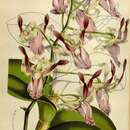 Dendrobium taurinum Lindl. resmi