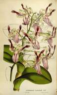 Image of Dendrobium taurinum Lindl.