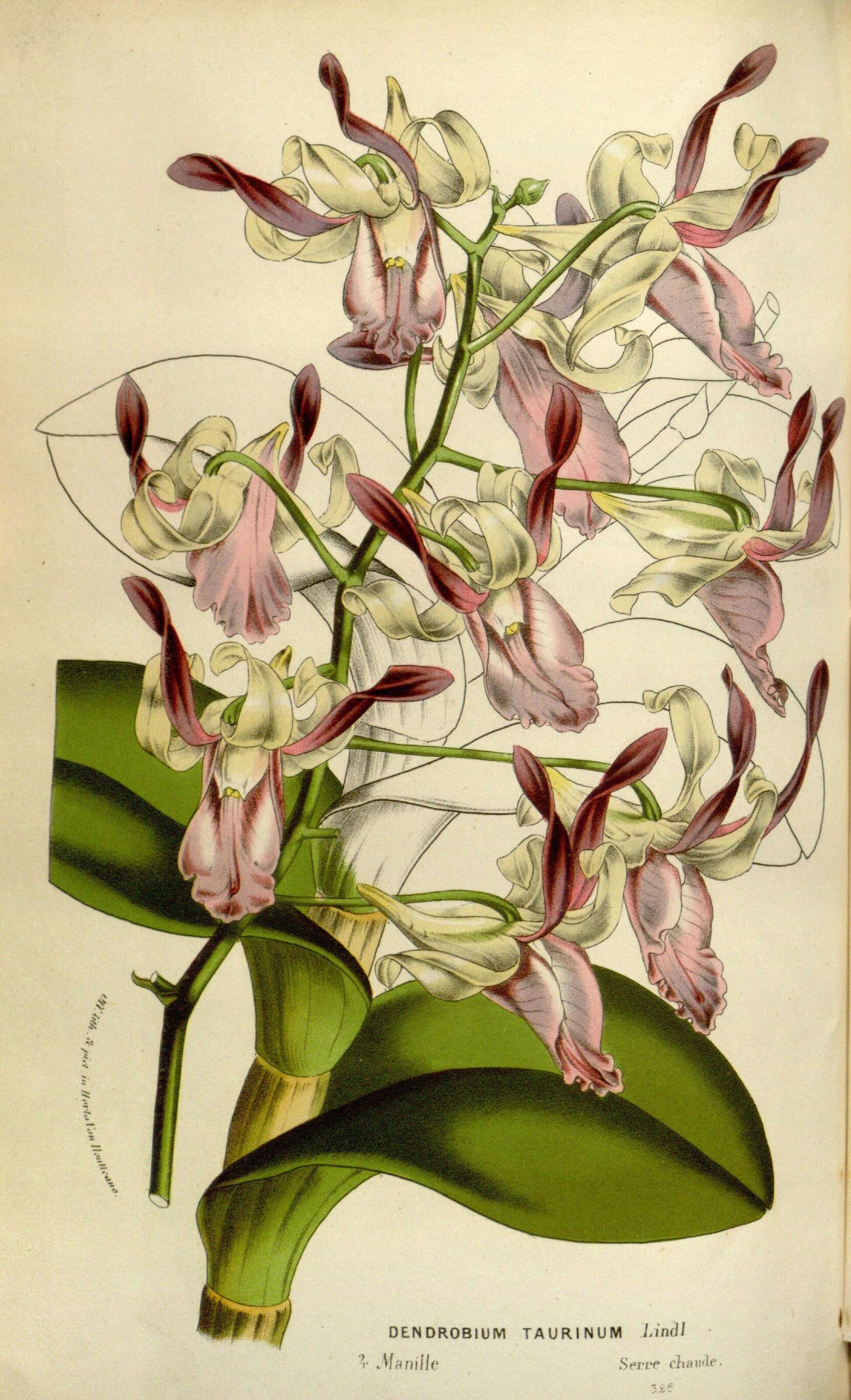 Dendrobium taurinum Lindl. resmi