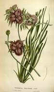 Image of Many-flowered Fringe Lily