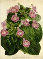 Image of Brazilian gloxinia