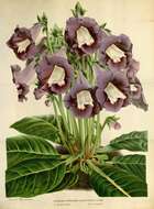 Image of Brazilian gloxinia
