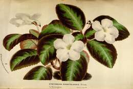 Image of Brazilian gloxinia