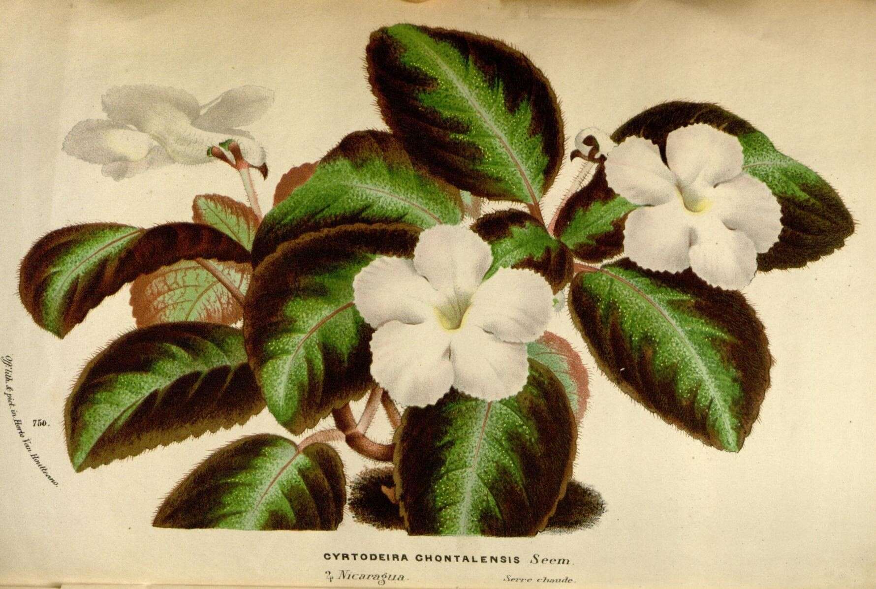 Image of Brazilian gloxinia