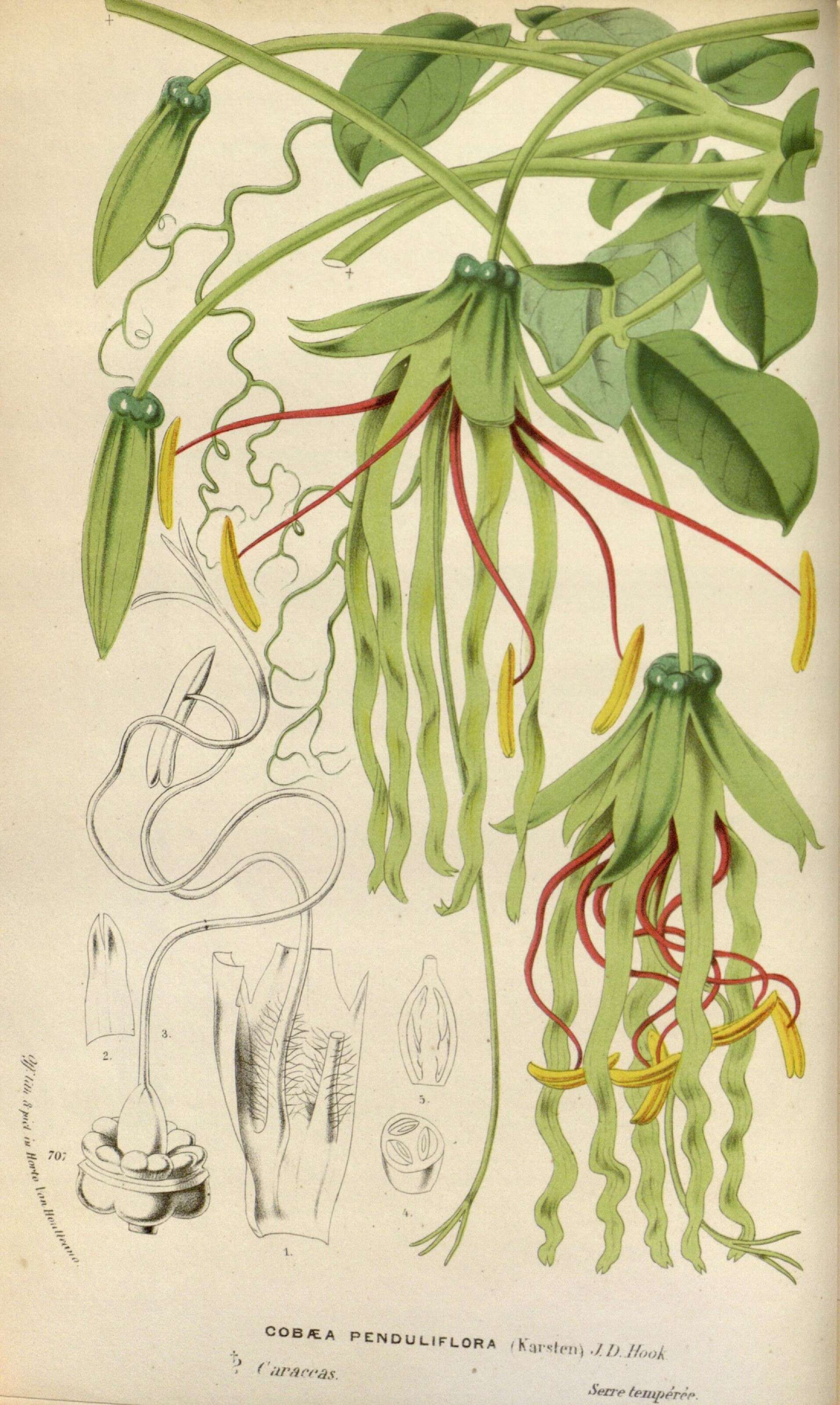 Image of Cobaea penduliflora (Karsten) Hooker