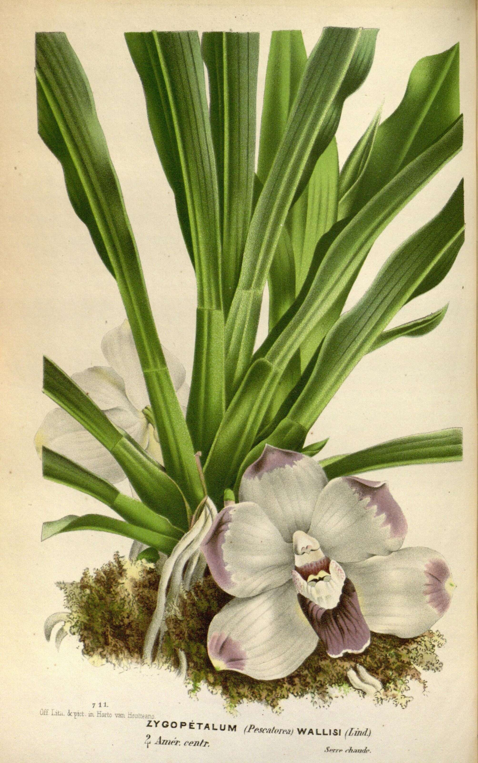 Image of Orchid