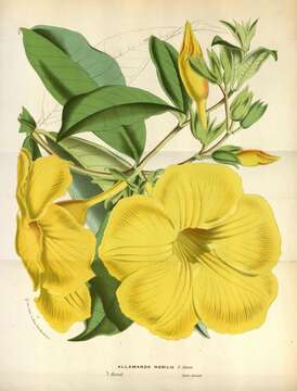 Allamanda nobilis T. Moore的圖片