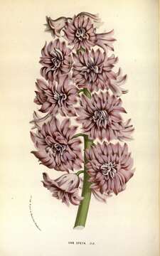 Image of Hyacinth