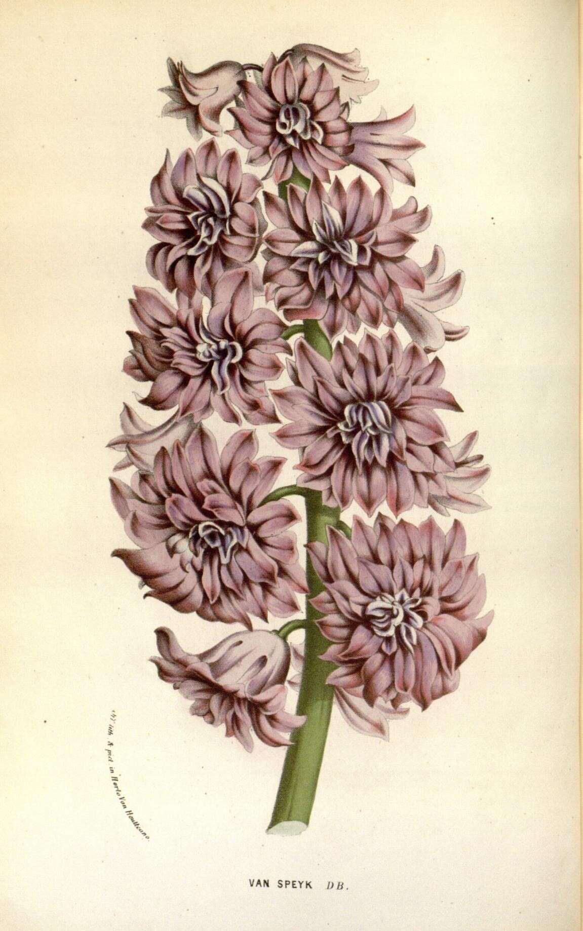 Plancia ëd Hyacinthus