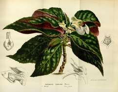 Image of Brazilian gloxinia