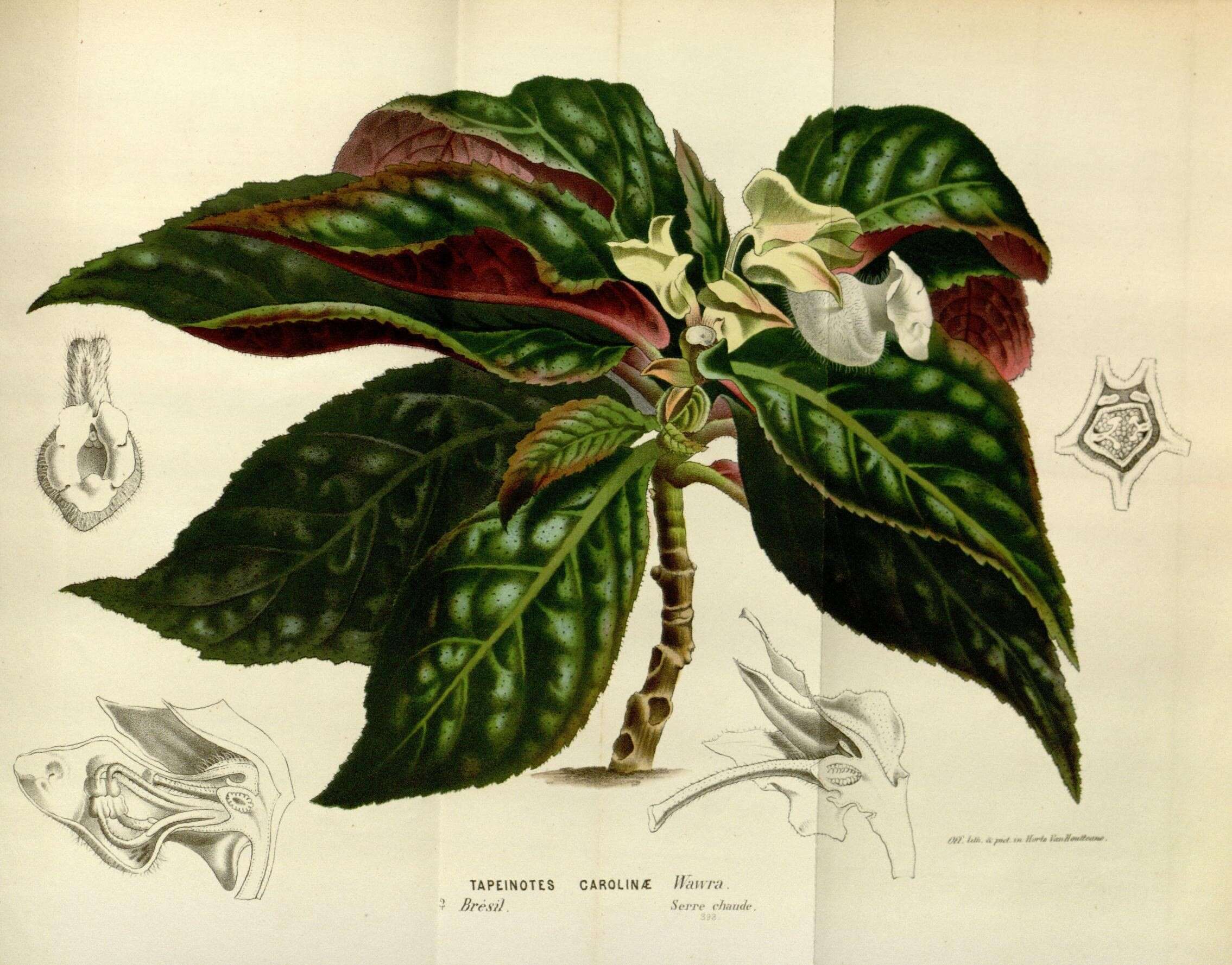 Image of Brazilian gloxinia