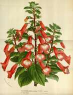Image of Brazilian gloxinia