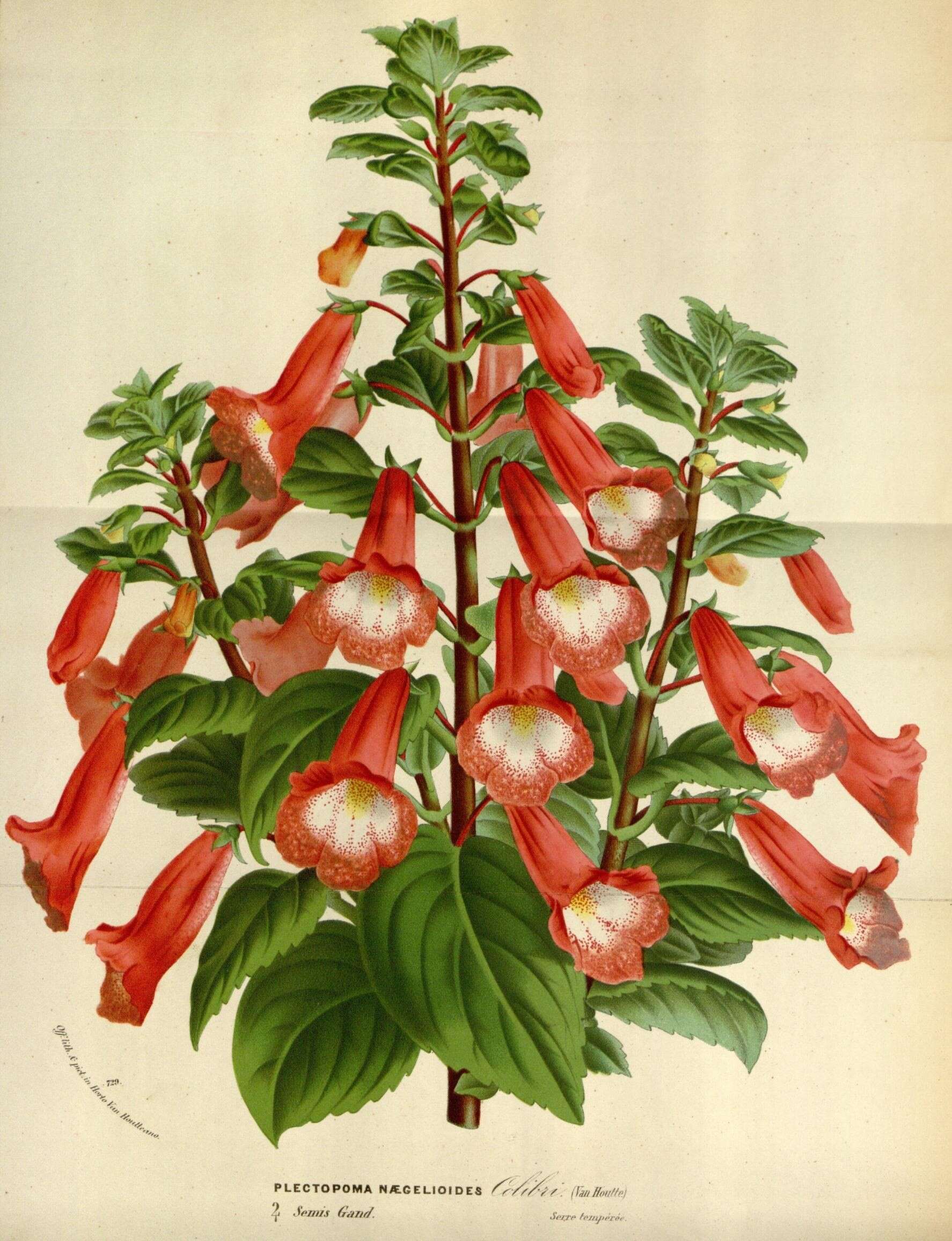 Image of Brazilian gloxinia