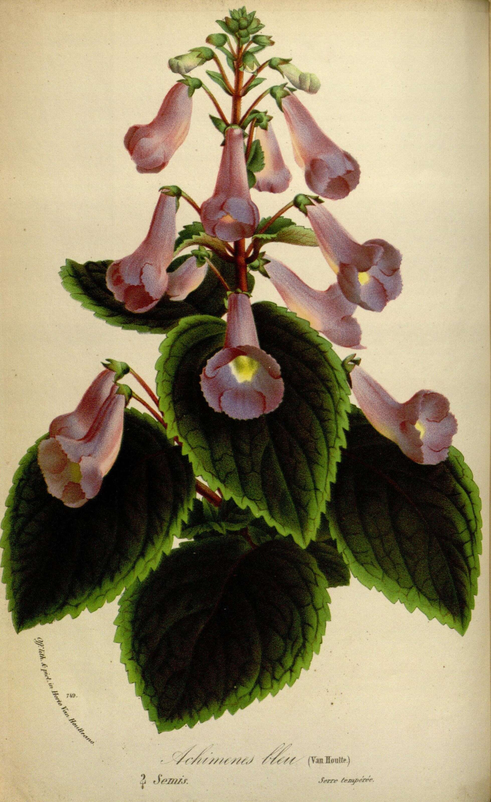 Image of Achimenes