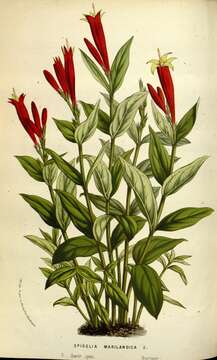 Plancia ëd Spigelia marilandica (L.) L.