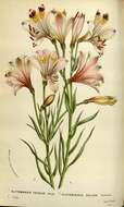 Image of Alstroemeria pulchra Sims