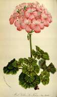 Image of horseshoe geranium