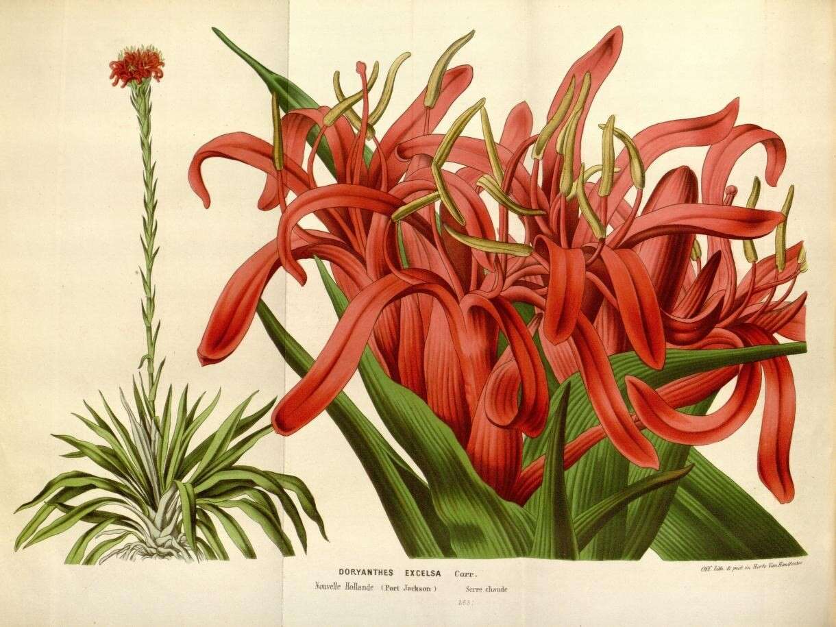 Image of flame lily