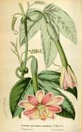 Passifloraceae resmi