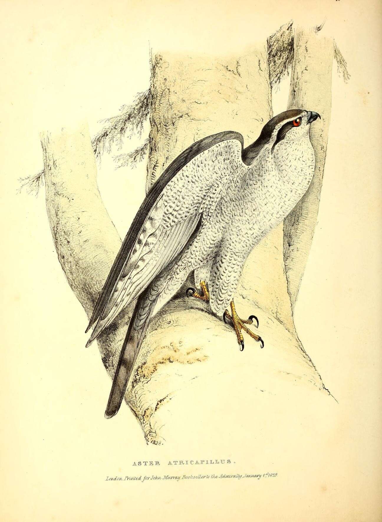 Image of Eurasian Goshawk