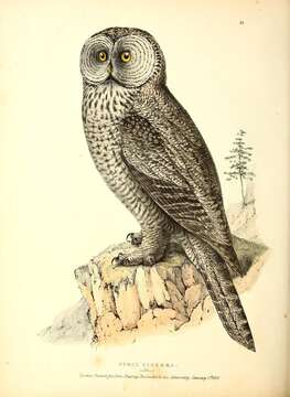 Image of Great Gray Owl