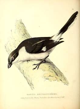 Image of Loggerhead Shrike