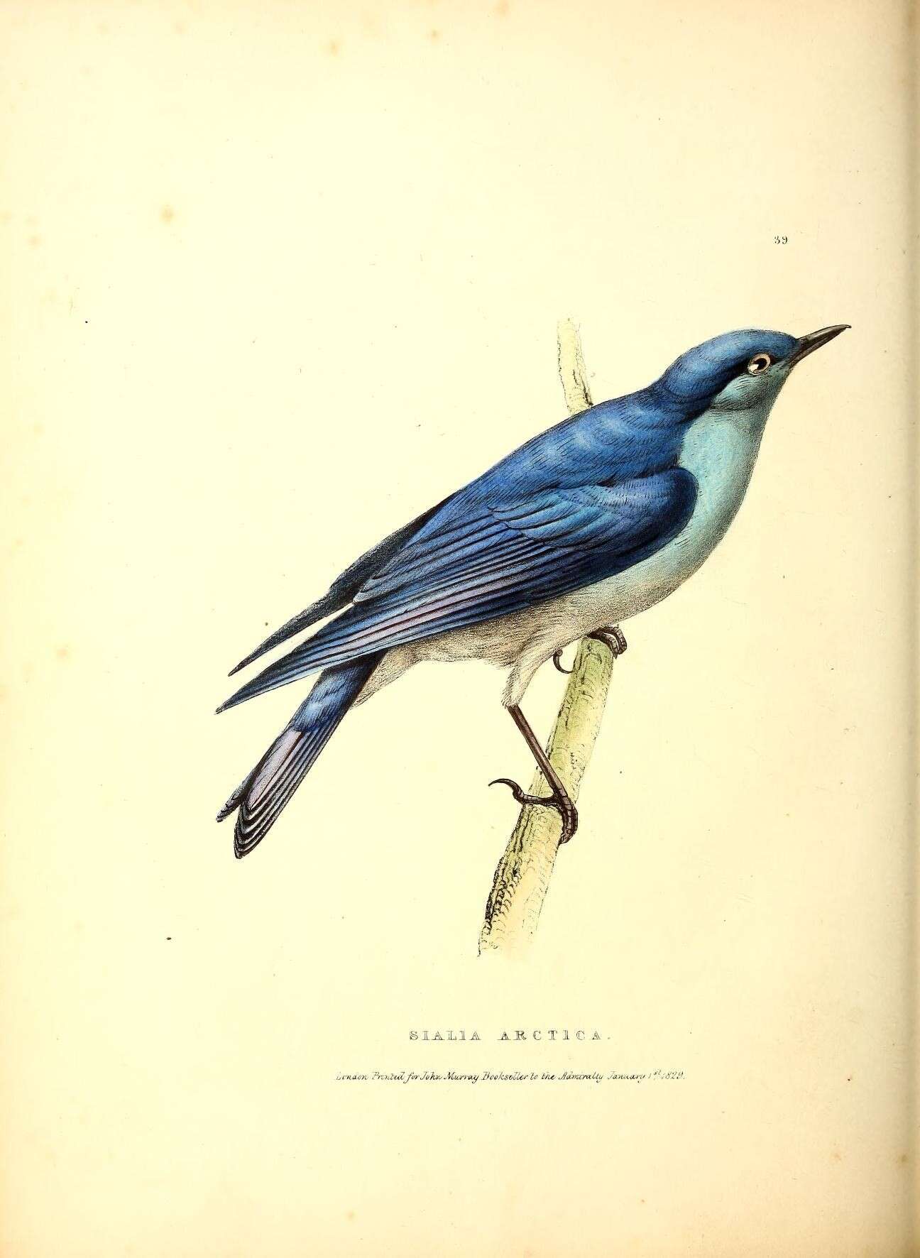 Image of Mountain Bluebird