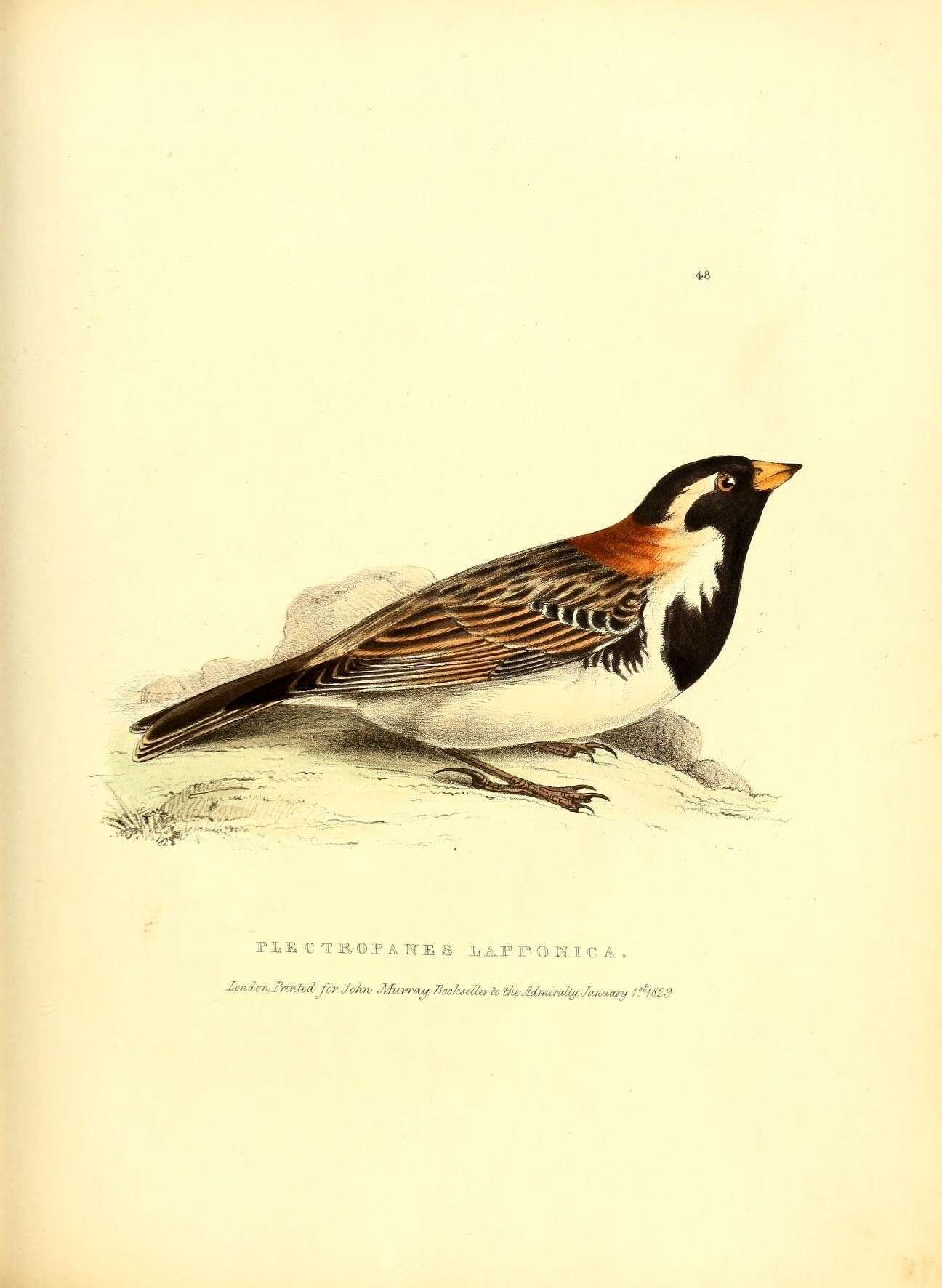 Image of Calcarius Bechstein 1802