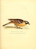 Image of Smith's Longspur