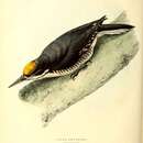 Plancia ëd Picus arcticus