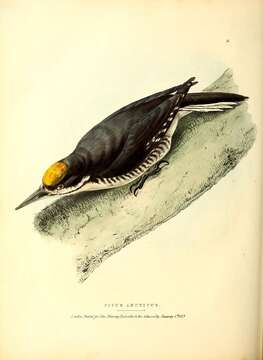 Image of Picus arcticus