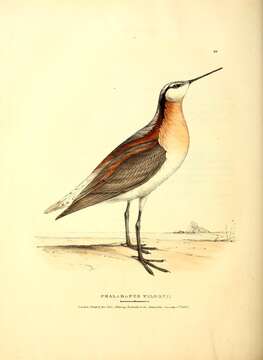 Image of Wilson's Phalarope