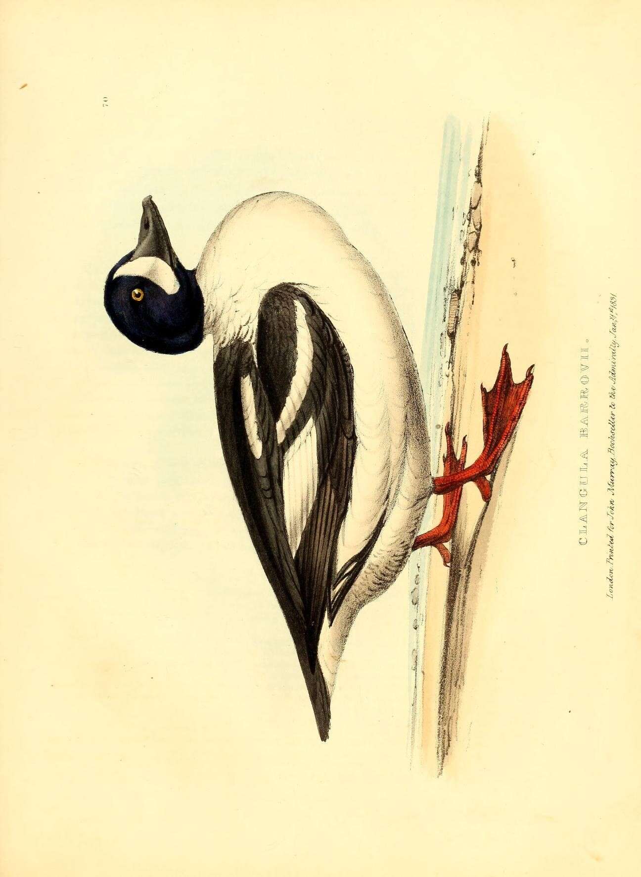 Image of Bucephala Baird & SF 1858