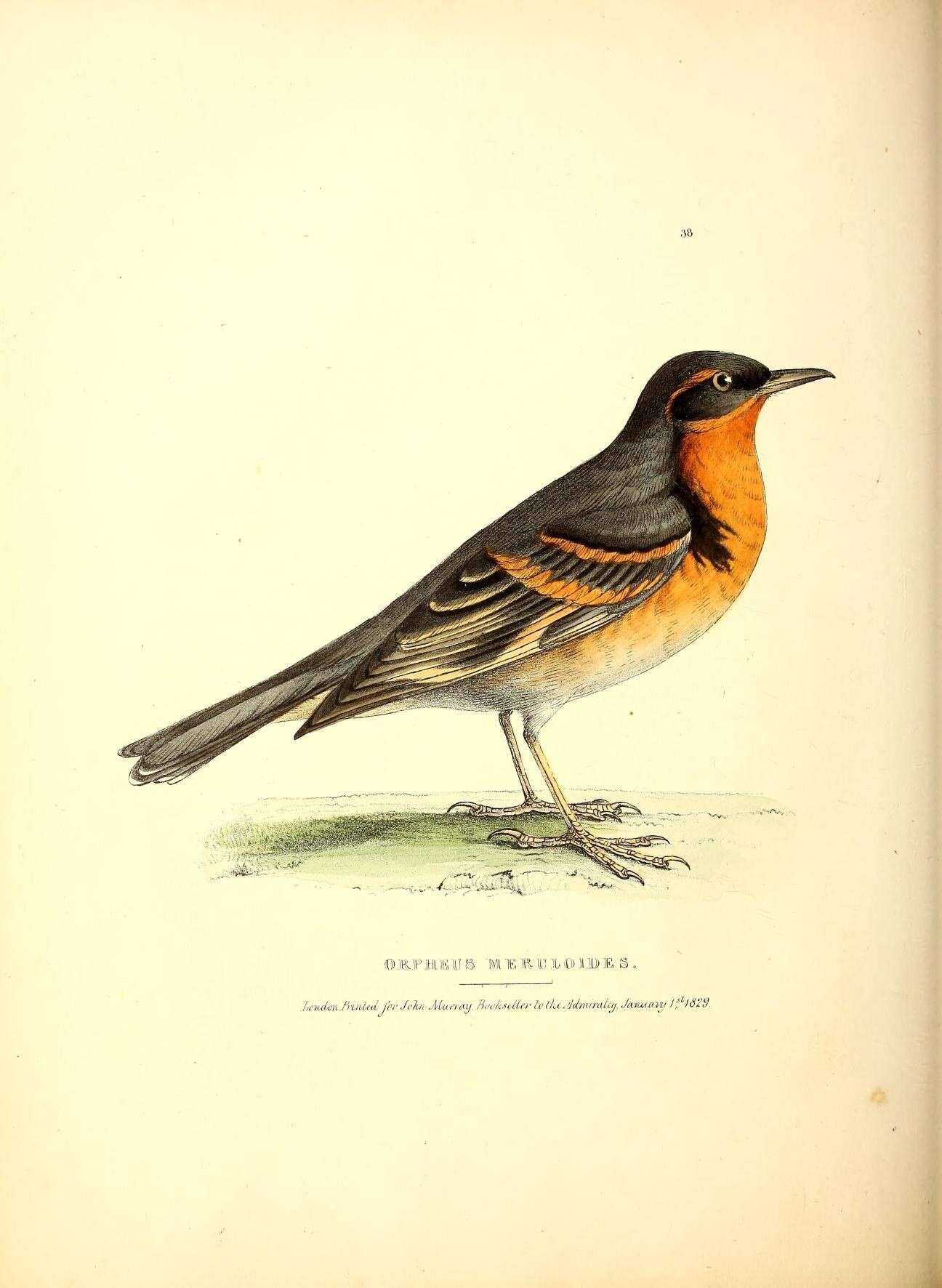 Image of Ixoreus Bonaparte 1854