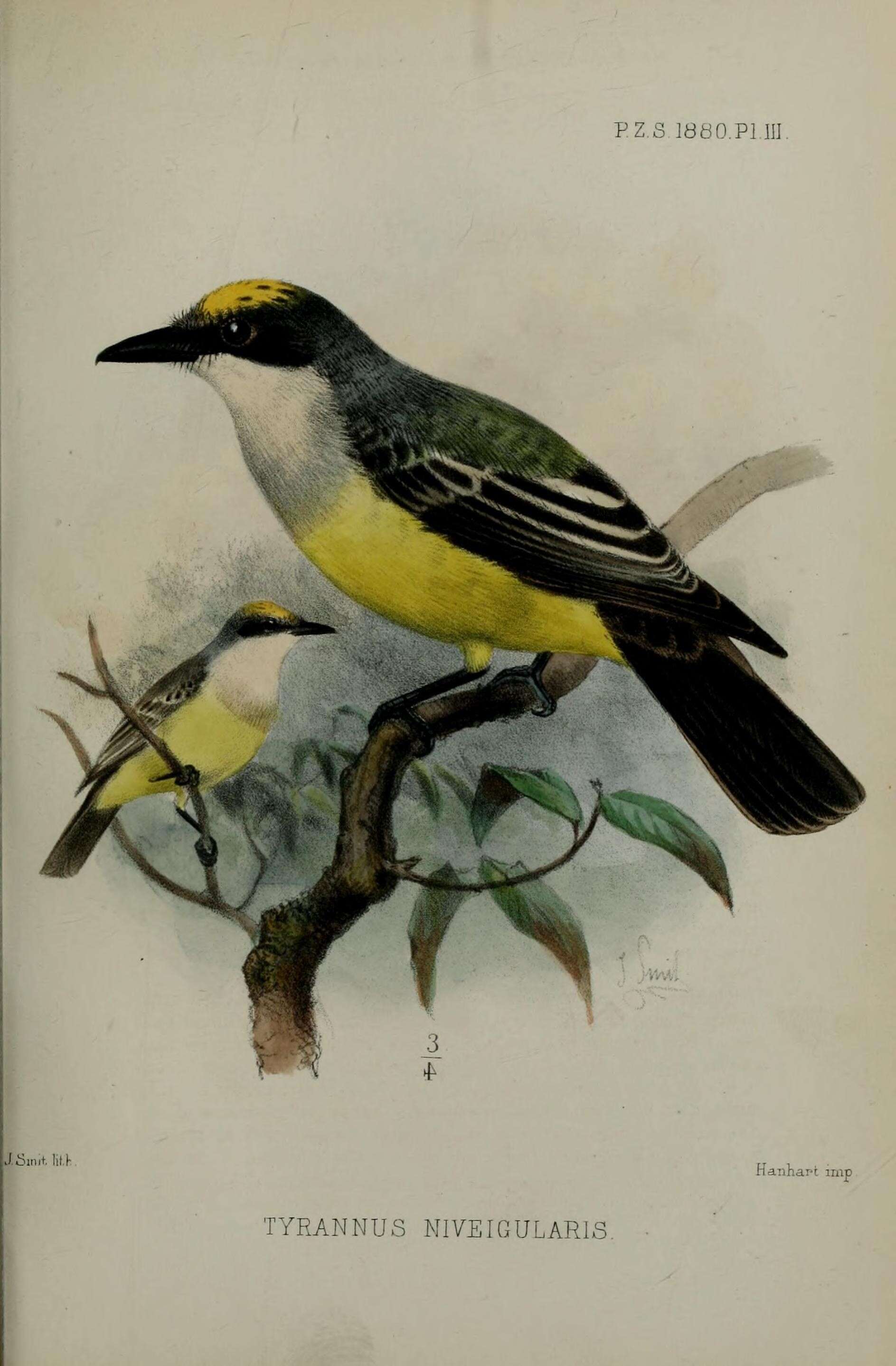 Image of Snowy-throated Kingbird