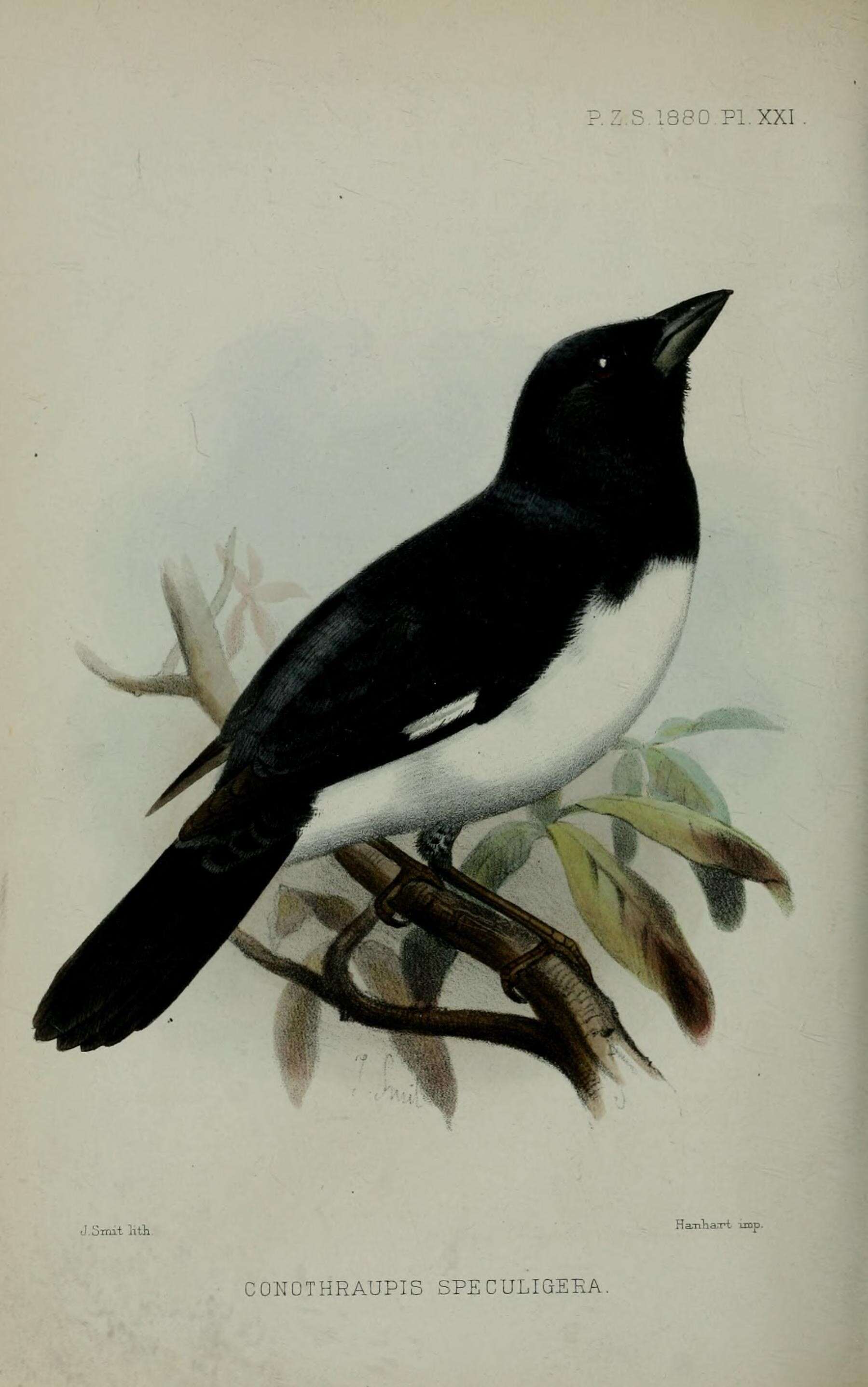 Image de Conothraupis speculigera (Gould 1855)