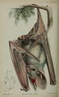 Слика од Macroderma gigas (Dobson 1880)
