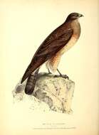 Image of Swainson's Hawk